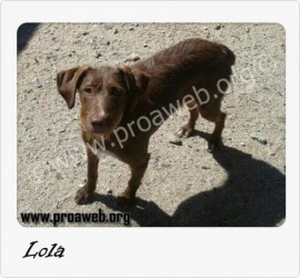 LOLA